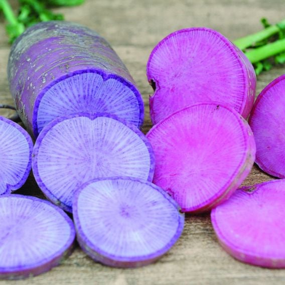 Radish 'Bluemoon' & 'Redmoon' F1 - Seeds
