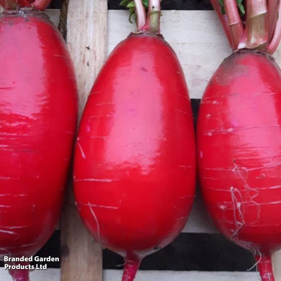 Radish 'Red Candle' F1 - Seeds