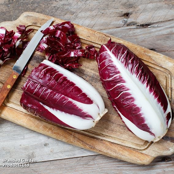 Chicory 'Rossa Di Treviso' - Organic Seeds