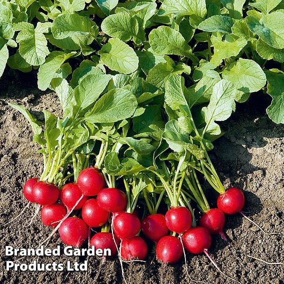 Radish 'Rudolf' - Organic Seeds
