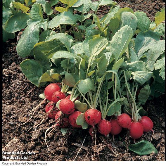 Radish 'Scarlet Globe' - Organic Seeds