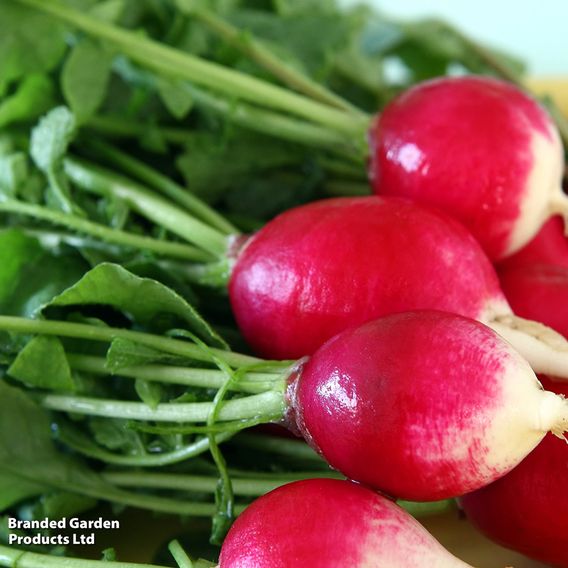 Radish 'Sparkler 3' - Seeds