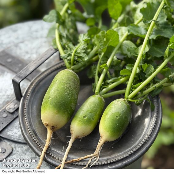 Winter Radish 'Triumphator' F1 - Seeds