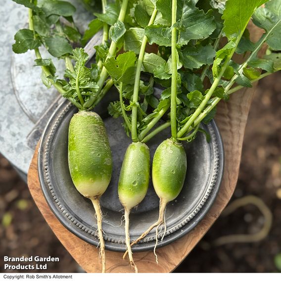 Winter Radish 'Triumphator' F1 - Seeds