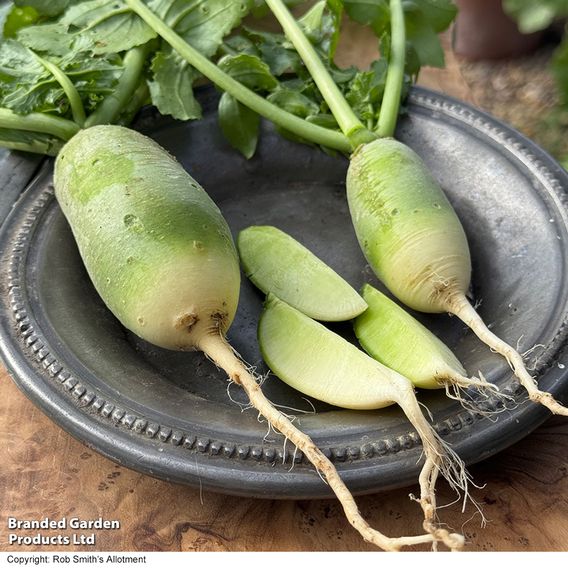 Winter Radish 'Triumphator' F1 - Seeds