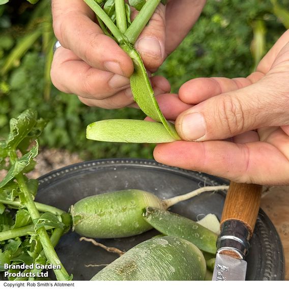 Winter Radish 'Triumphator' F1 - Seeds