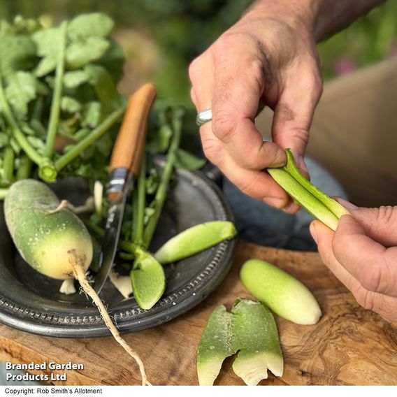 Winter Radish 'Triumphator' F1 - Seeds