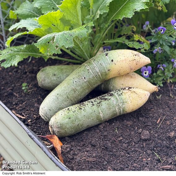 Winter Radish 'Triumphator' F1 - Seeds