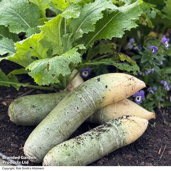 Winter Radish 'Triumphator' F1 - Seeds