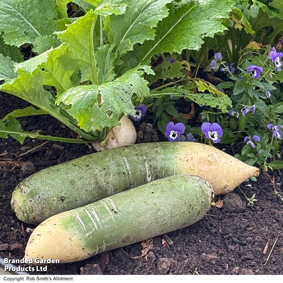 Winter Radish 'Triumphator' F1 - Seeds