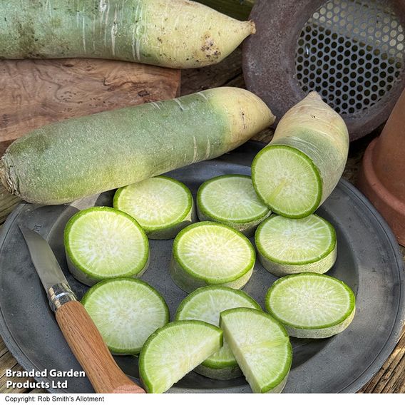 Winter Radish 'Triumphator' F1 - Seeds