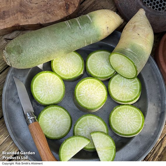 Winter Radish 'Triumphator' F1 - Seeds