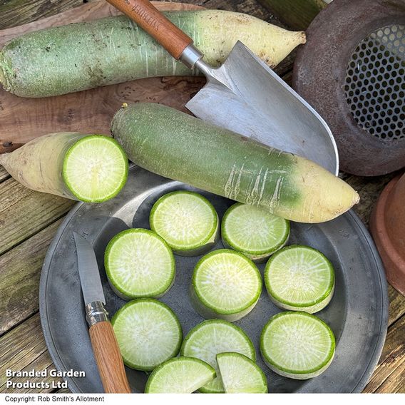 Winter Radish 'Triumphator' F1 - Seeds
