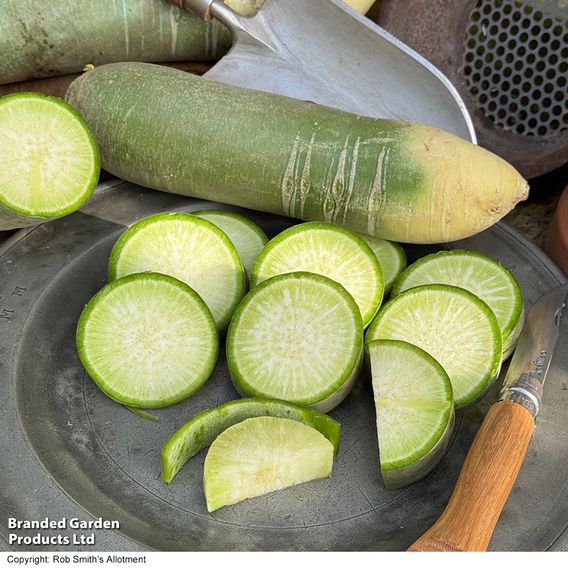 Winter Radish 'Triumphator' F1 - Seeds