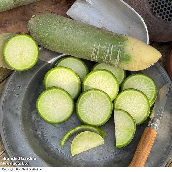 Winter Radish 'Triumphator' F1 - Seeds