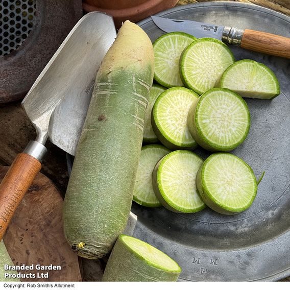 Winter Radish 'Triumphator' F1 - Seeds