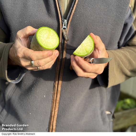 Winter Radish 'Triumphator' F1 - Seeds