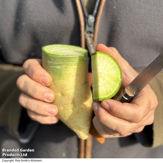 Winter Radish 'Triumphator' F1 - Seeds