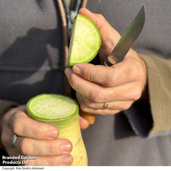 Winter Radish 'Triumphator' F1 - Seeds