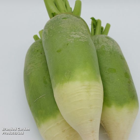 Winter Radish 'Triumphator' F1 - Seeds