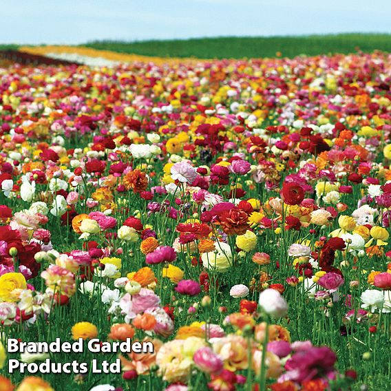 Ranunculus 'Mixed'