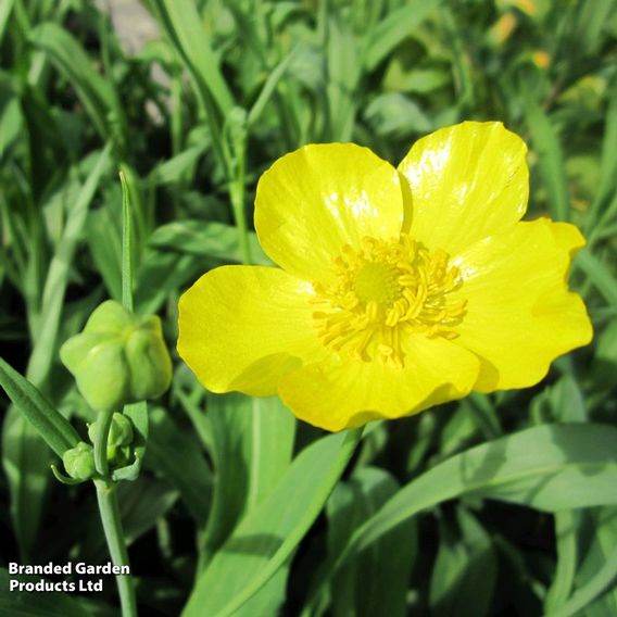 Ranunculus lingua (Marginal Aquatic)