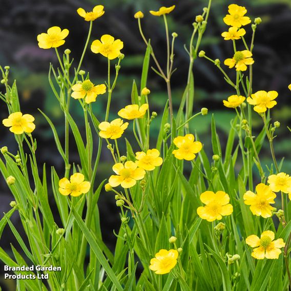 Ranunculus lingua (Marginal Aquatic)