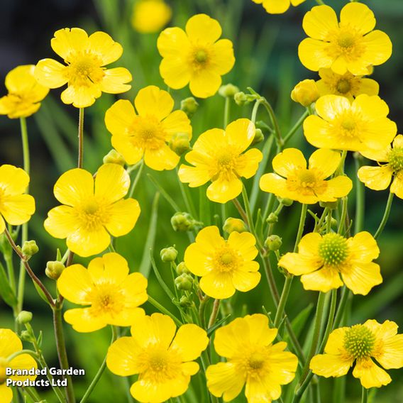 Ranunculus lingua (Marginal Aquatic)