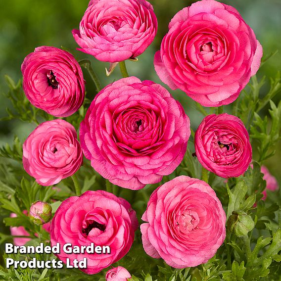 Ranunculus 'Pink'