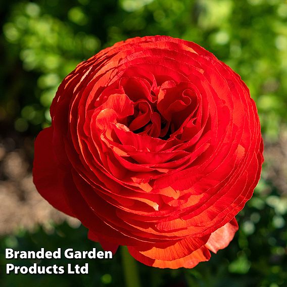 Ranunculus 'Red'