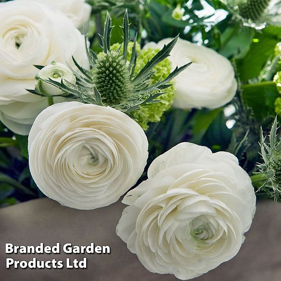 Ranunculus 'White'