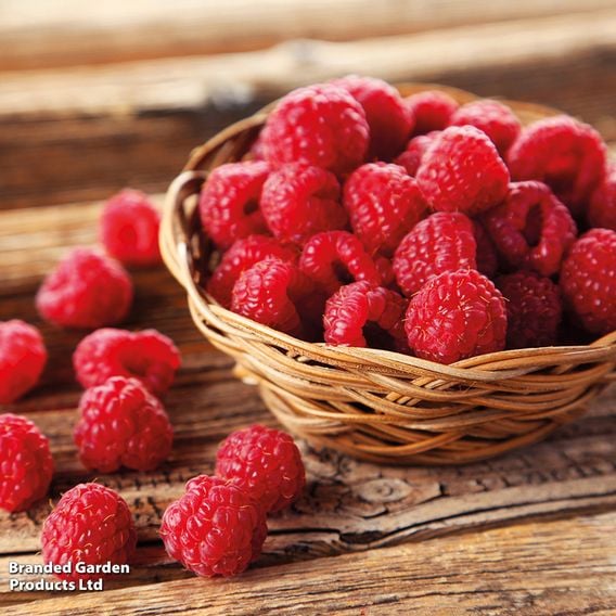 Raspberry Growers Choice