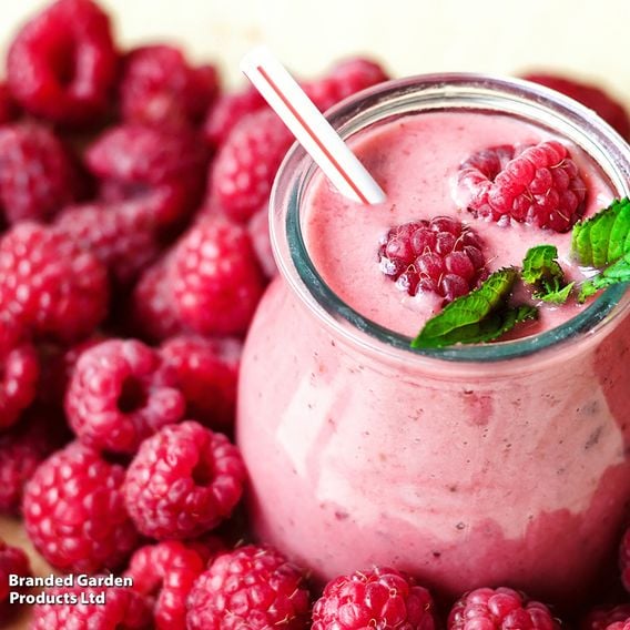 Raspberry Growers Choice