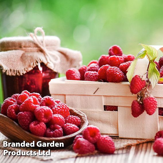 Raspberry 'Autumn Treasure' (Autumn fruiting)