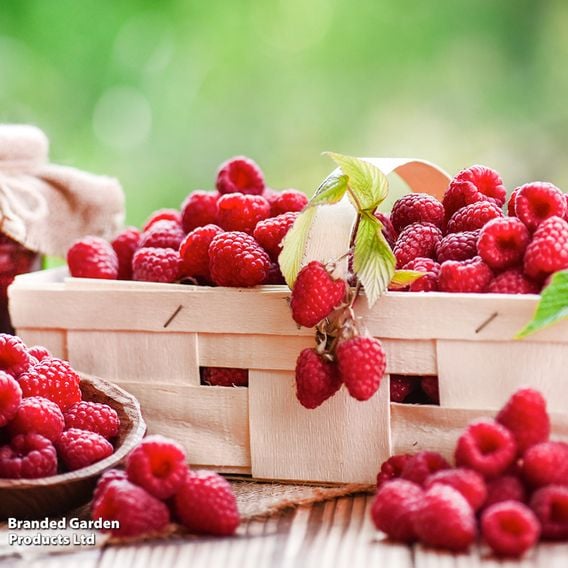 Raspberry Growers Choice