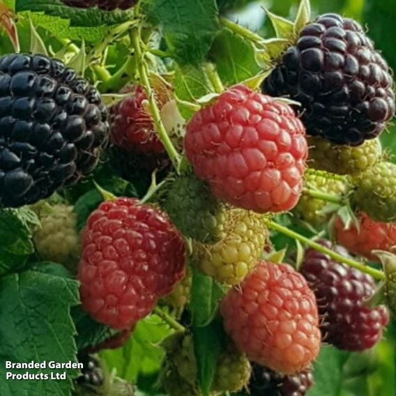 Raspberry 'Black Polka' (Autumn fruiting/Primocane)