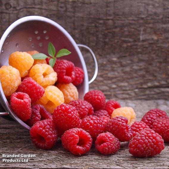 Raspberry Growers Choice