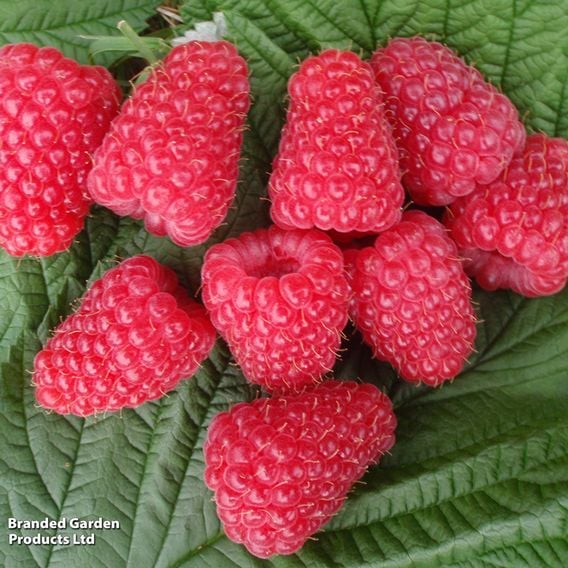Raspberry 'Glen Carron'