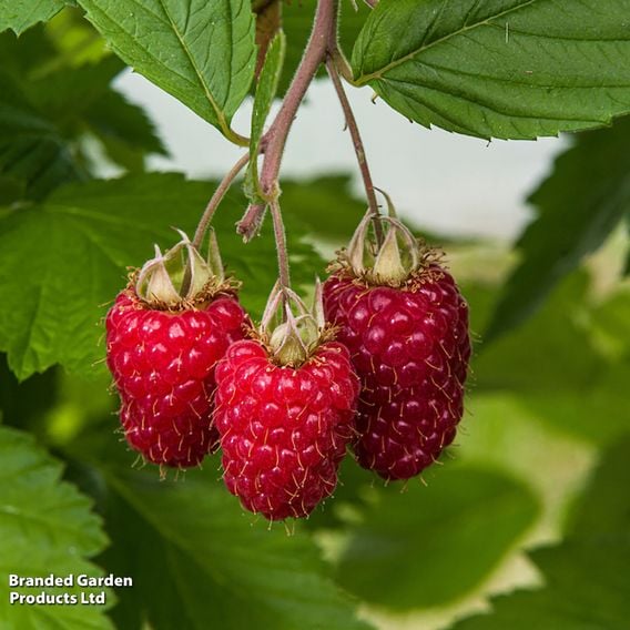 Raspberry 'Glen Carron'
