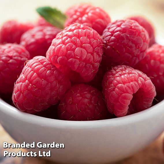 Raspberry 'Glen Ample' (Summer fruiting)