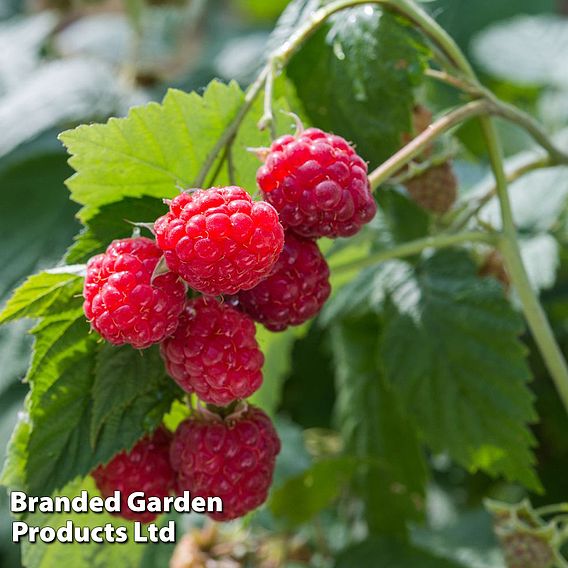 Raspberry 'Glen Ample' (Summer fruiting)