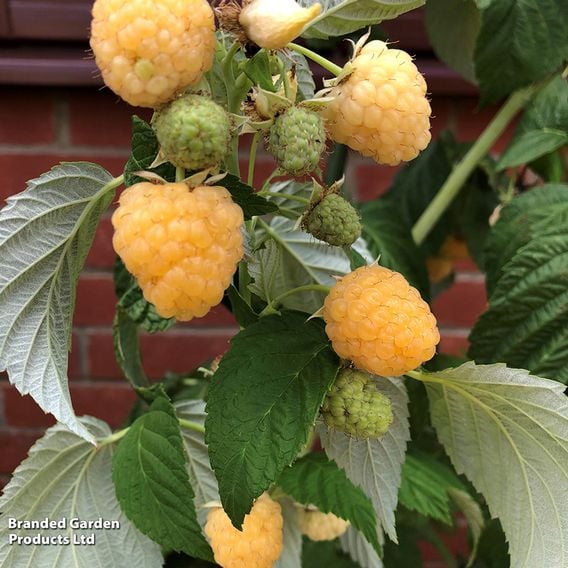 Raspberry Colour Trio (Autumn fruiting)