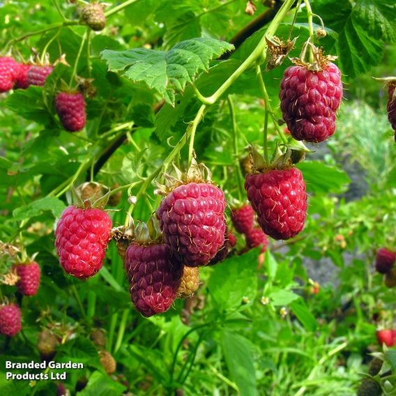 Raspberry 'Imara' (Autumn fruiting)