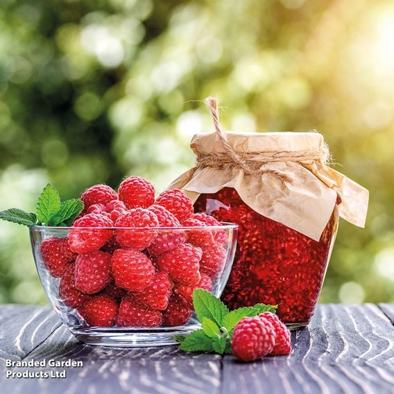 Raspberry Growers Choice