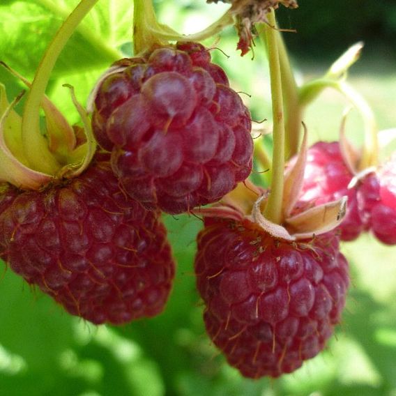 Raspberry 'Joan J' (Autumn fruiting)