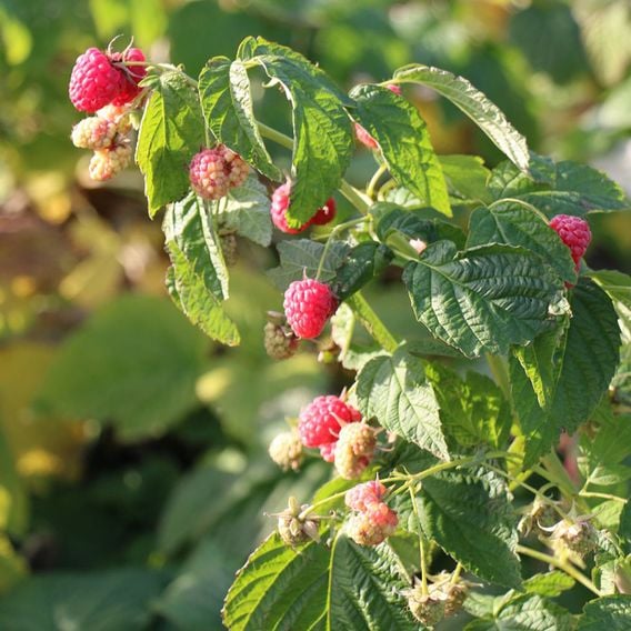 Raspberry 'Little Sweet Sister'