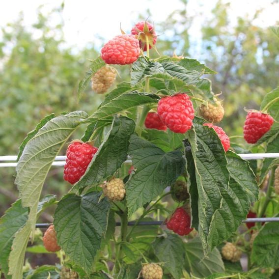 Raspberry 'Little Sweet Sister'