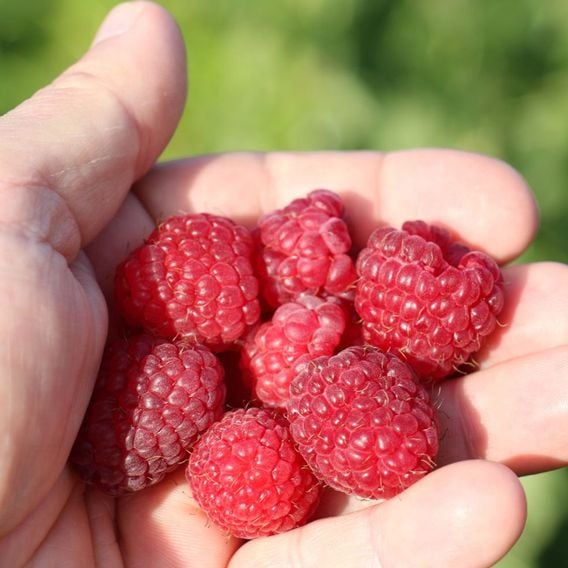 Raspberry 'Little Sweet Sister'