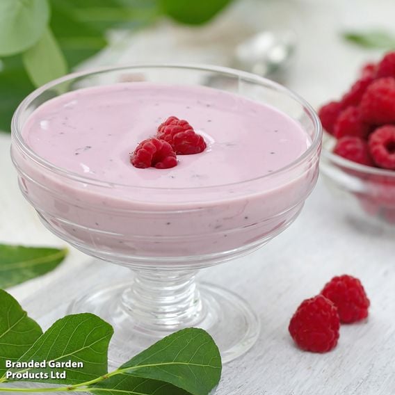 Raspberry Growers Choice
