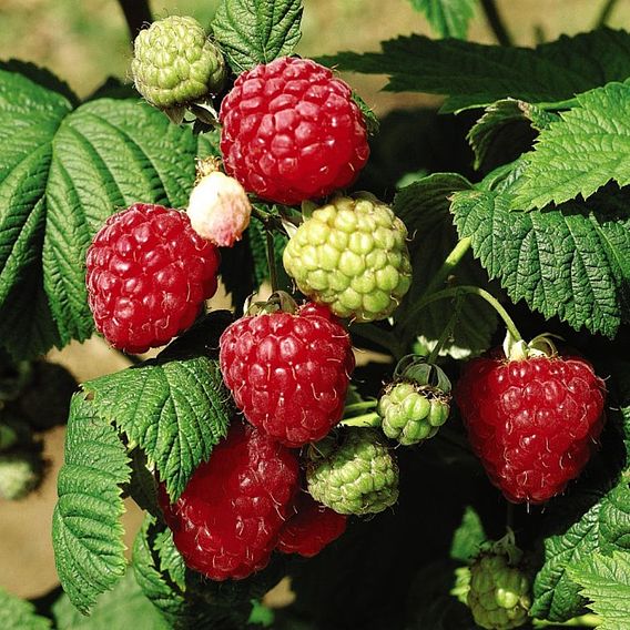 Raspberry 'Octavia' (Summer fruiting)